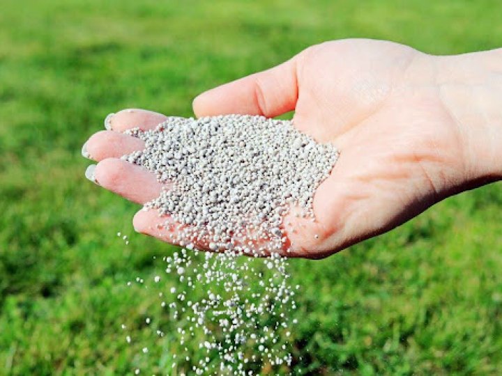 Чому добриво — це інвестиція в здоров’я вашого газону