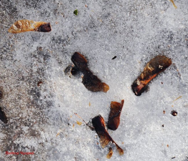 Луцький фотограф показав, де «лютневе сонечко лоскоче вії»