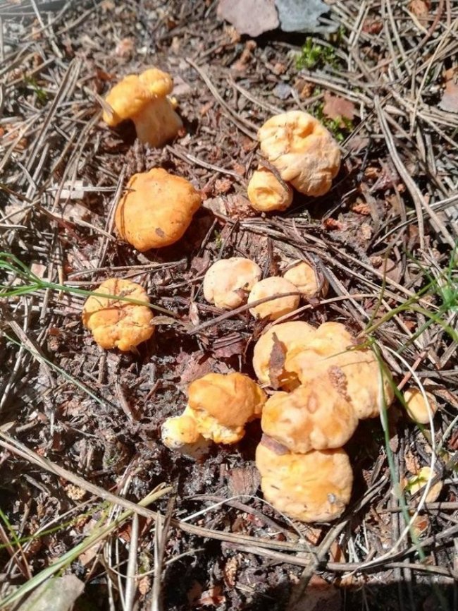 Волинянка поділилась світлинами грибного «улову». ФОТО