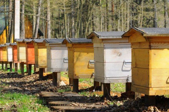 На Волині лісові пасічники  зібрали майже 2 тонни меду