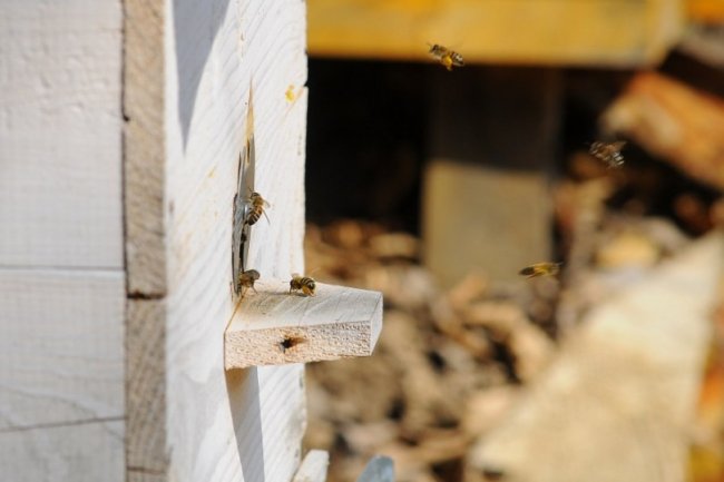 На Волині лісові пасічники  зібрали майже 2 тонни меду