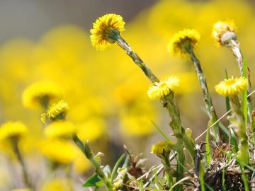Пора пробудження: волинський фотограф показав надзвичайні весняні світлини