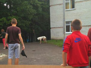 Закривавлений пес викликав переполох у дитячому таборі біля Луцька