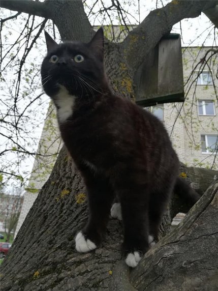 У Нововолинську жінка хотіла позбутися кота, якого сама ж і вкрала. ФОТО