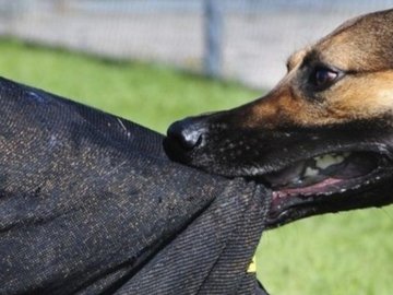У Луцьку патрульні допомогли жінці, яку покусав собака. ВІДЕО
