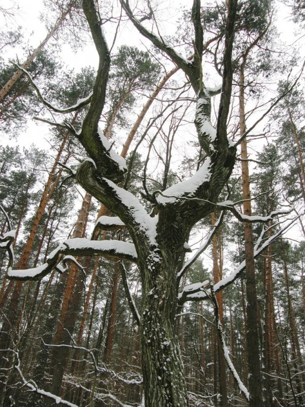 Фотовиставка Світлани Зозулі