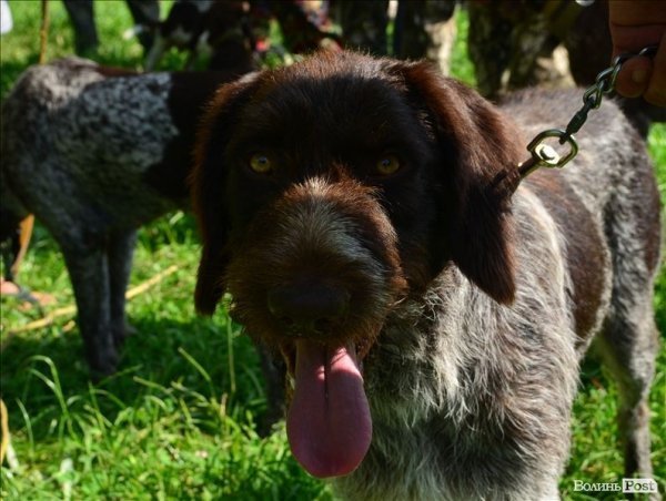 У Луцьку ‒ виставка мисливських собак. ФОТО 