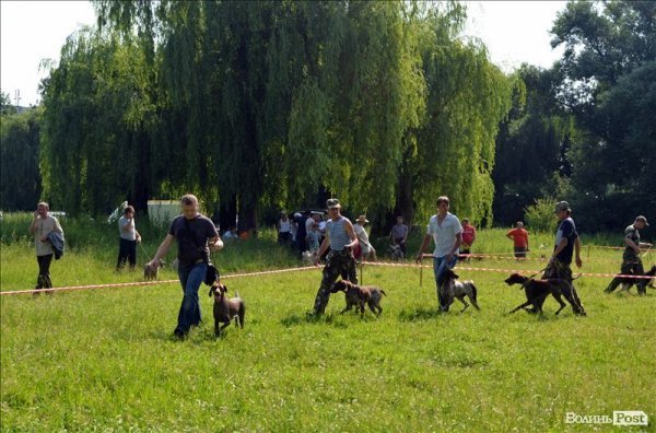 У Луцьку ‒ виставка мисливських собак. ФОТО 
