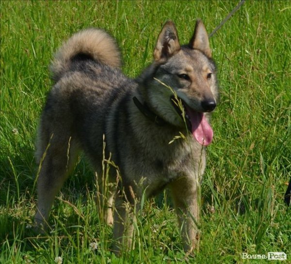 У Луцьку ‒ виставка мисливських собак. ФОТО 