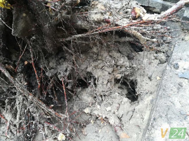 У центрі Луцька завалилося дерево. ФОТО