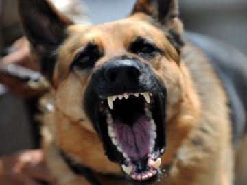 Один з районів Луцька «кишить» бродячими собаками