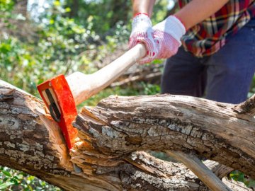 У волинянина вимагають сплатити 18 тисяч штрафу за дві зрубані сосни