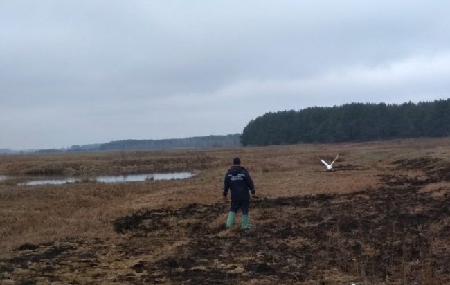 На Волині з пастки браконьєрів визволили лебедя. ФОТО