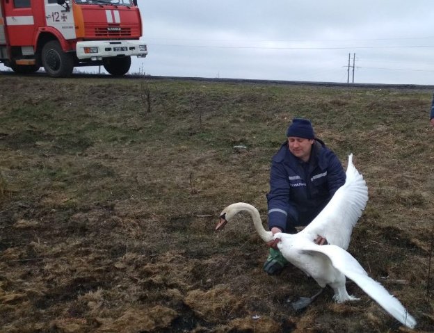 На Волині з пастки браконьєрів визволили лебедя. ФОТО