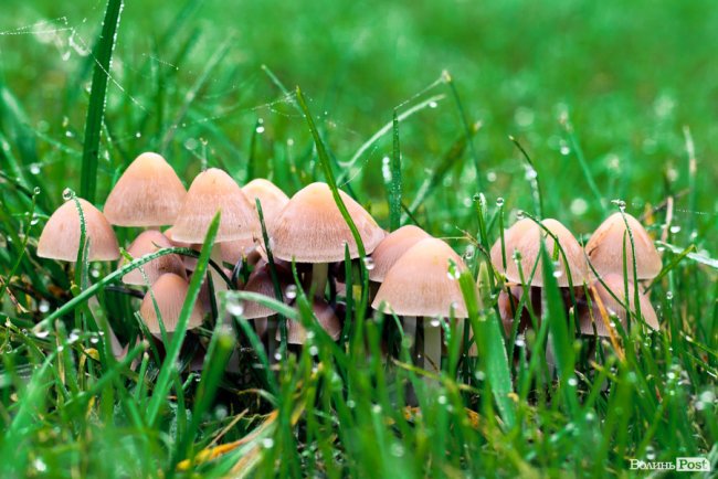 Місто, оповите легким серпанком туману: осінній Луцьк у фото 