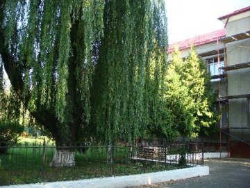 У місті на Волині біля школи ростуть небезпечні дерева