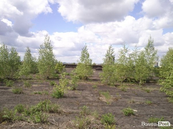 Повітряний ліс на луцькому будинку. ФОТО