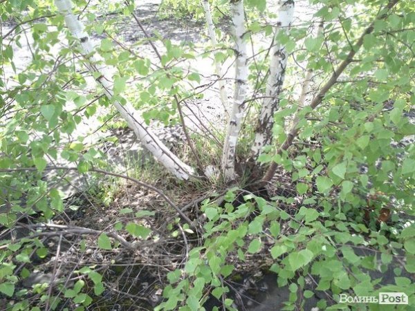 Повітряний ліс на луцькому будинку. ФОТО