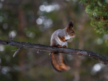 Якою буде погода у Луцьку та на Волині загалом у четвер, 17 грудня