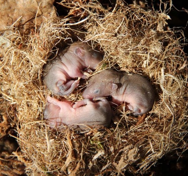 Гніздо полівки