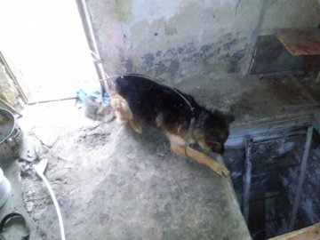 Добрі справи: на Волині врятували пса, який не міг вибратися з підвалу