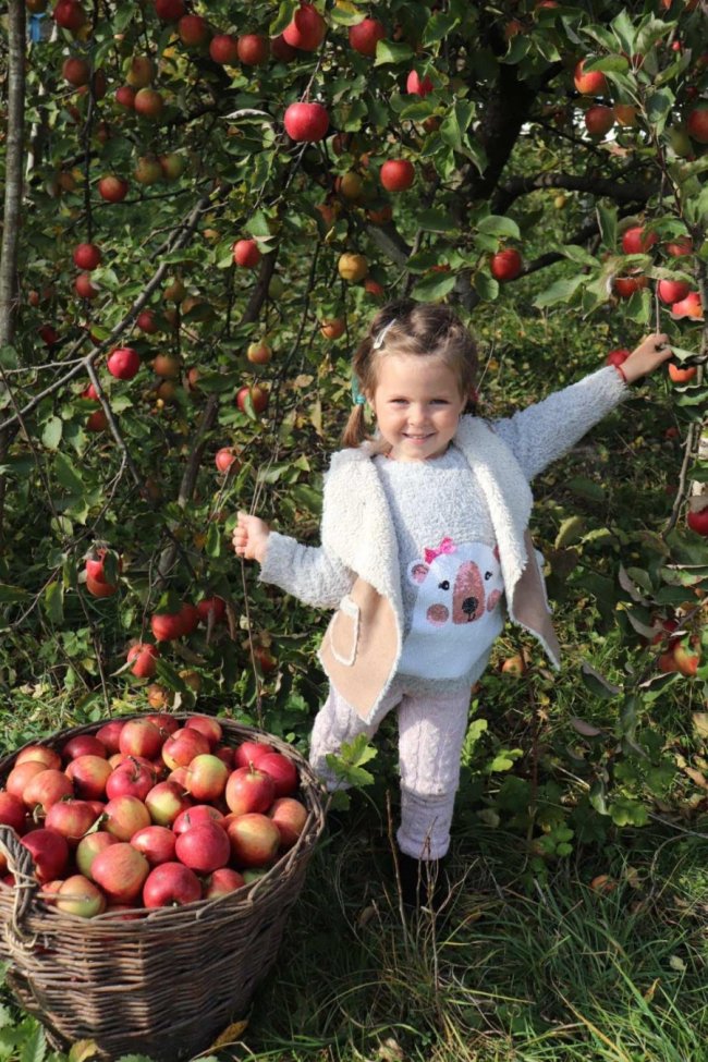 Волинянин збирає з одного дерева до 100 кілограм яблук. ФОТО