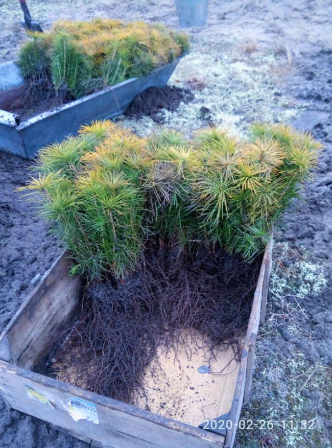 У Шацькому нацпарку висадили перших 8 тисяч дерев