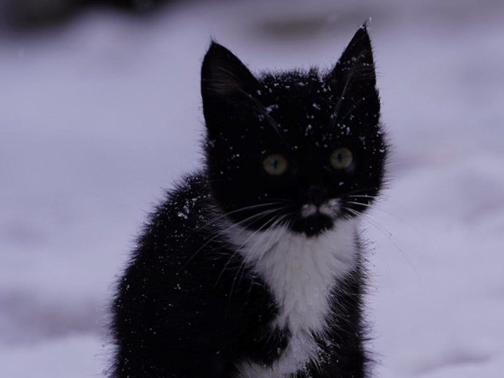 Новорічне диво: з допомогою соцмереж волинські бійці знайшли дім для кошеняти з фронту
