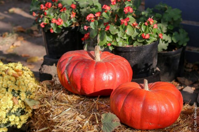 Луцький фотограф показав красу осені