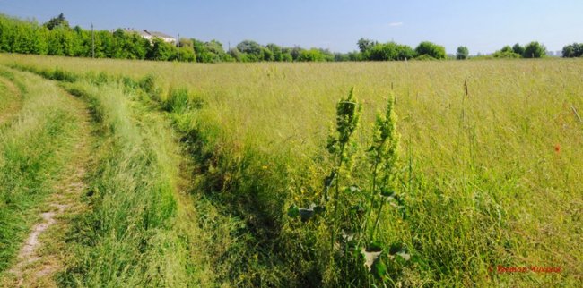 Волинський фотограф зафіксував покоси на Гнідавському лужку