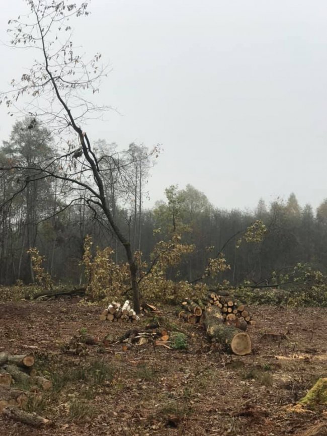 У нацпарку на Волині зрізали понад пів тисячі дерев. ФОТО
