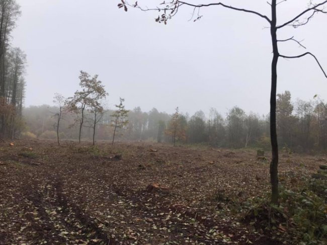 У нацпарку на Волині зрізали понад пів тисячі дерев. ФОТО