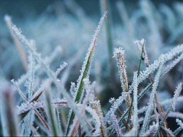 На Волині очікують заморозки