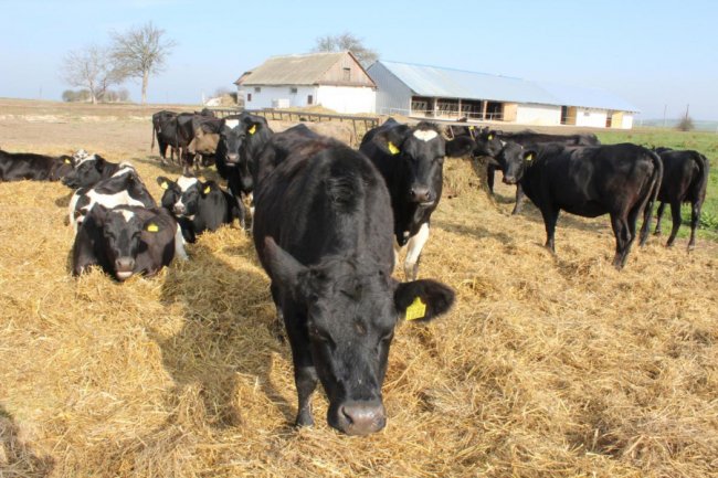 На Волині відкрили перші сімейні молочні ферми. ФОТО