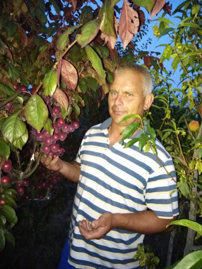 Подружжя волинян вирощує «райський сад» зі 100 видами троянд та 60 сортами яблунь