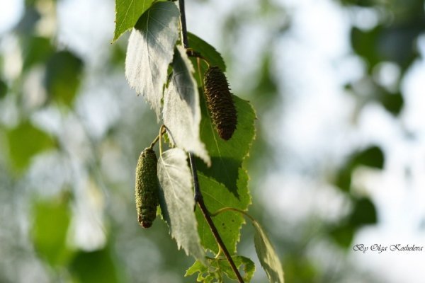 Фотовиставка Ольги Кошелєвої