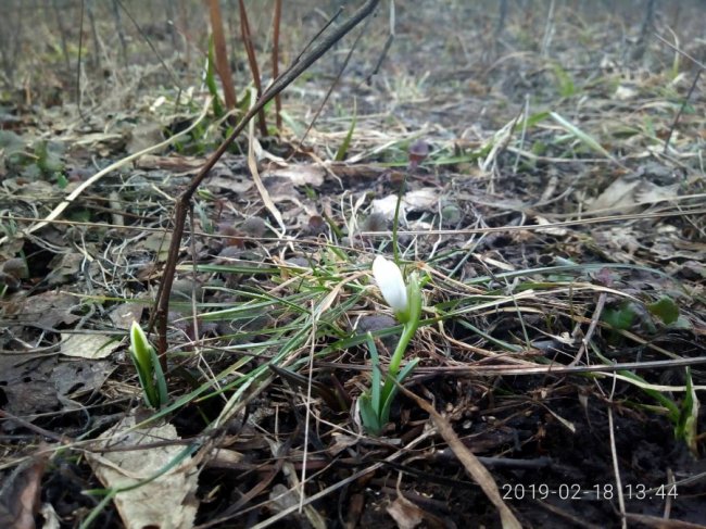 На Волині у лісі розквітли перші підсніжники. ФОТО