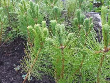 Волинянин вдома вирощує ялинки. ФОТО