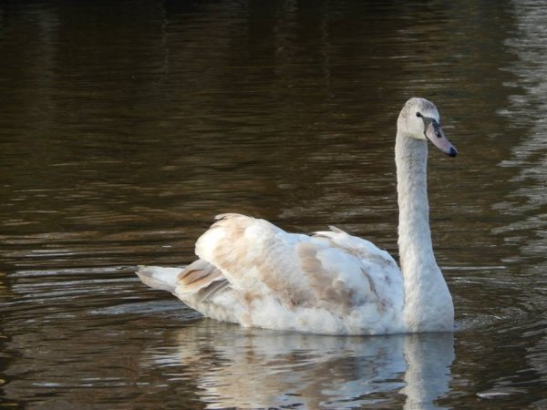 У зоопарк Луцька привезли двоє врятованих лебедів. ФОТО