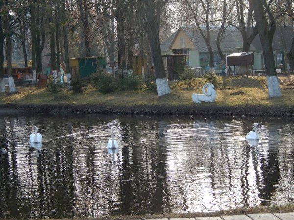 У зоопарк Луцька привезли двоє врятованих лебедів. ФОТО