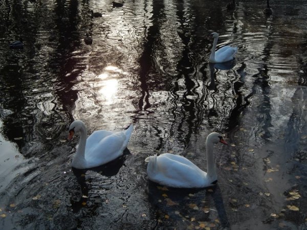 У зоопарк Луцька привезли двоє врятованих лебедів. ФОТО