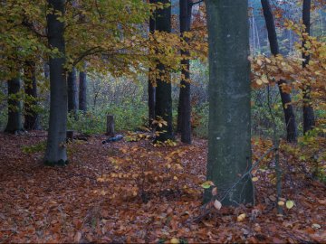 На Тернопільщині в лісі знайшли мертвими матір з сином 