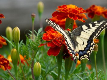 Погода у Луцьку та на Волині на завтра, 12 червня