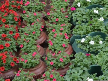 У Ковелі підприємців запрошують долучитись до озеленення міста. ФОТО