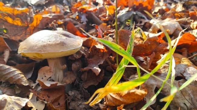 Волинянин поділився світлинами вдалого грибного «улову». ФОТО
