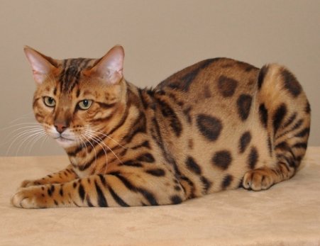 П'ятірка найдорожчих котів у світі. ФОТО