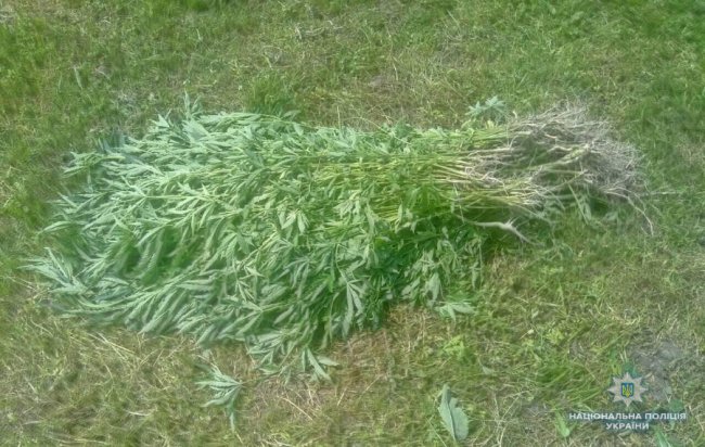На Волині виявили посіви конопель. ФОТО