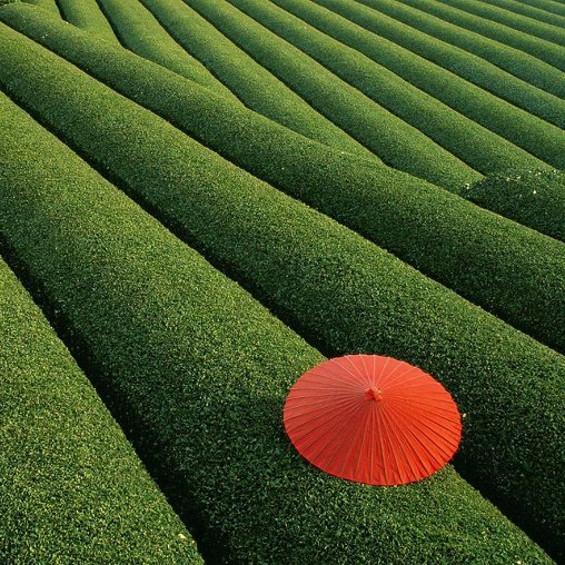 Photo unknown Fields of Tea, China