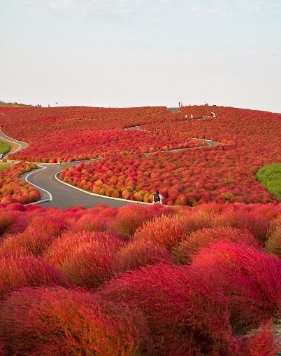Photo nipomen2 | sename777. Hitachi Seaside Park, Japan
