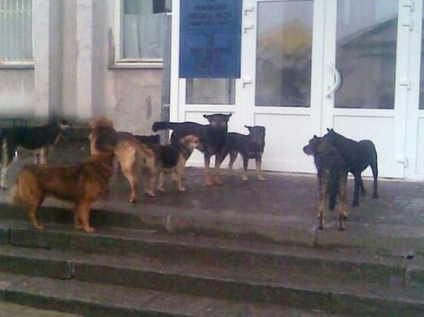 У Ковелі роблять капремонт притулку для тварин